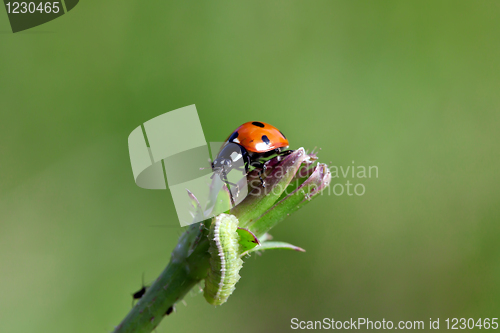 Image of Ladybird