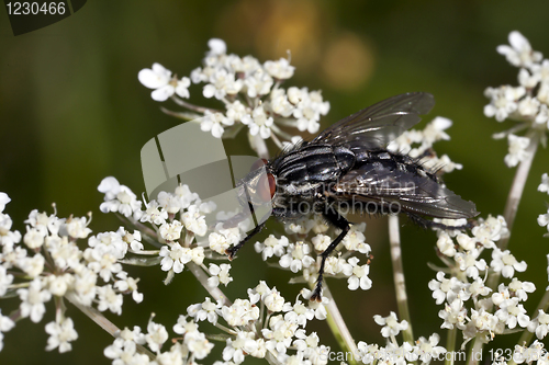 Image of Fly