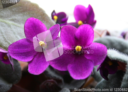Image of violet flowers