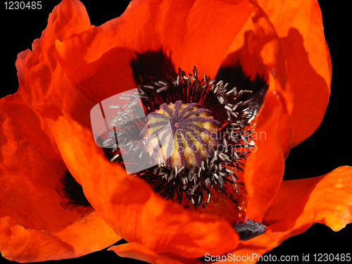 Image of flower of blooming red poppy