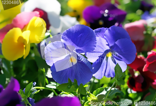 Image of beautiful violet flowers