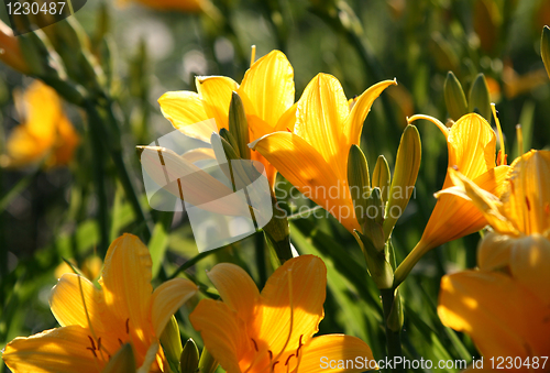 Image of beautiful yellow flowers