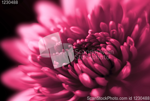 Image of closeup of chrysanthemum