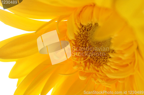 Image of yellow gerber flowers 