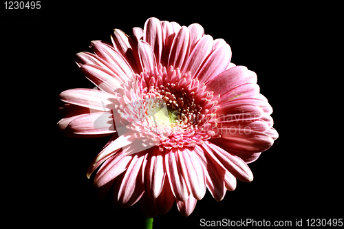 Image of Foto of pink flower on black background