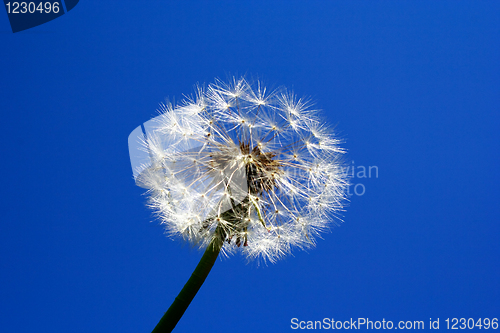 Image of Foto of dandelion head on last stage