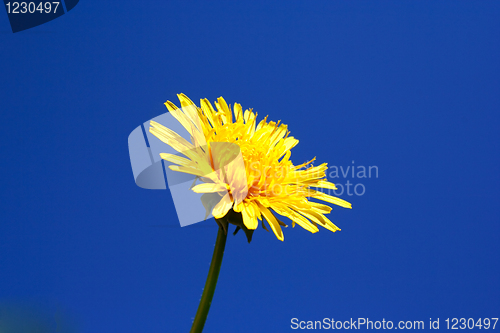 Image of Foto of dandelion head on blue sky