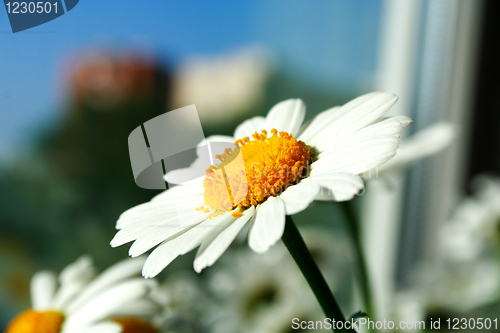 Image of Foto of chamomile head on feculent background