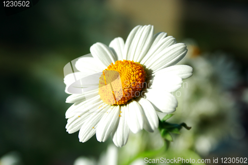 Image of Zoomed foto of chamomile head petal leaves