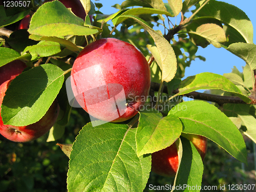 Image of branch with red apple 