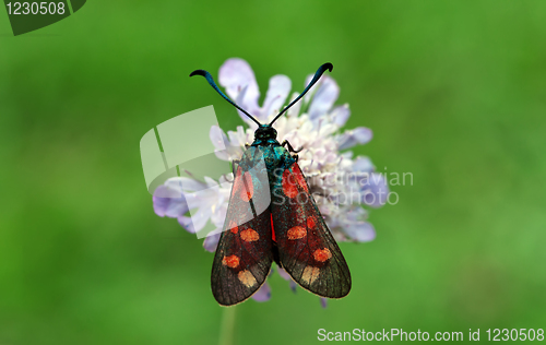 Image of Burnet Moth