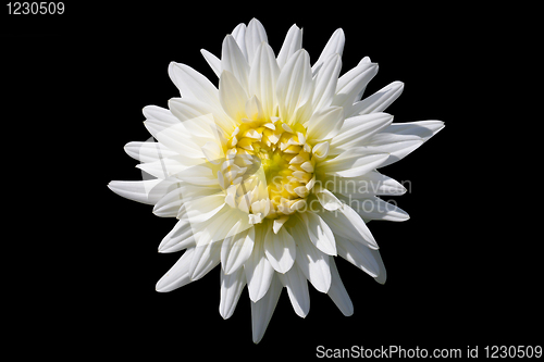 Image of White Dahlia