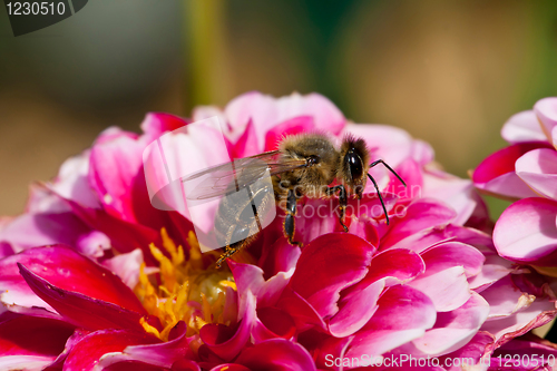 Image of Bee