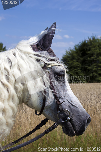 Image of Horsey Face