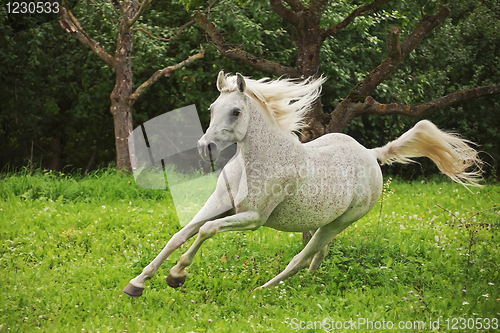 Image of Arabian Horse