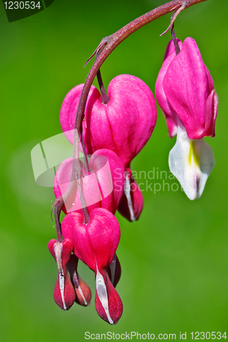 Image of Bleeding Hearts