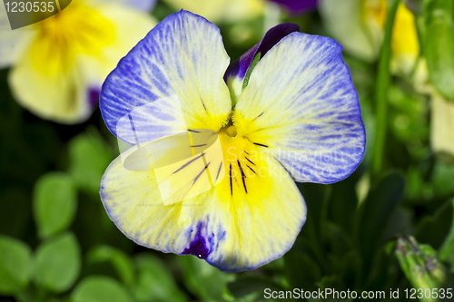 Image of Pansy