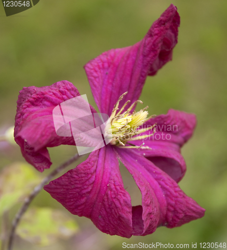 Image of Clematis viticella