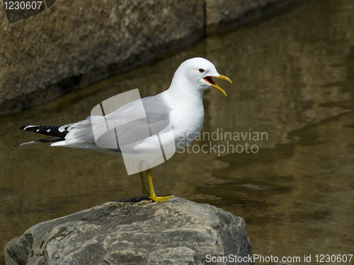 Image of Sea gull