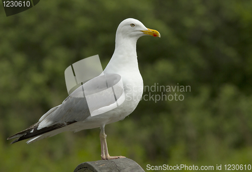 Image of Herring gull