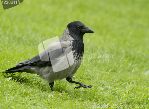 Image of Hooded Crow