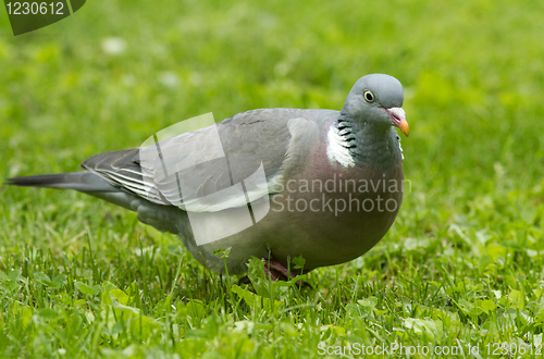 Image of Wood Pigeon 