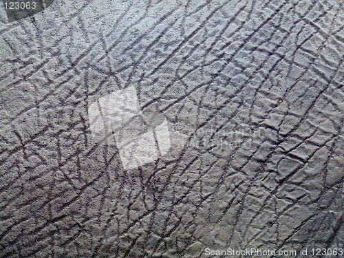 Image of Elephant skin texture