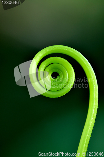 Image of Green loop