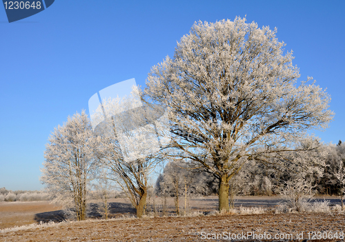 Image of Winter trees