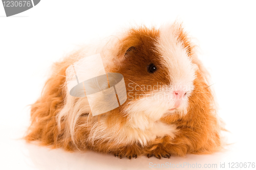 Image of long hair guinea pig