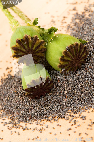 Image of Poppy seeds and poppy heads 