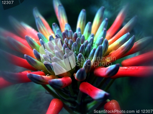 Image of aloe spc.