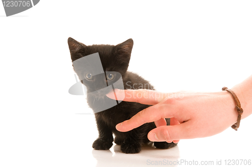 Image of Adorable young cat in woman's hand