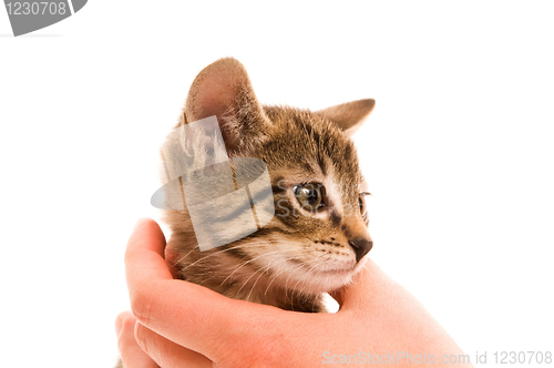 Image of Adorable young cat in woman's hand