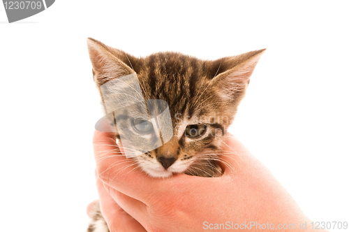 Image of Adorable young cat in woman's hand