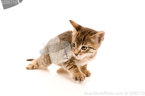 Image of Adorable young cat in woman's hand