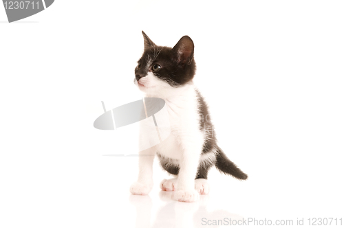 Image of Adorable young cat in woman's hand