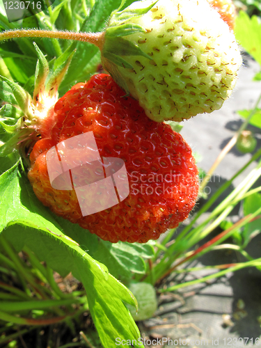 Image of branch of fresh strawberries