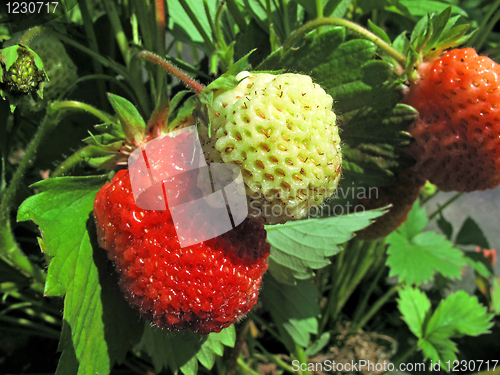 Image of branch of fresh strawberries