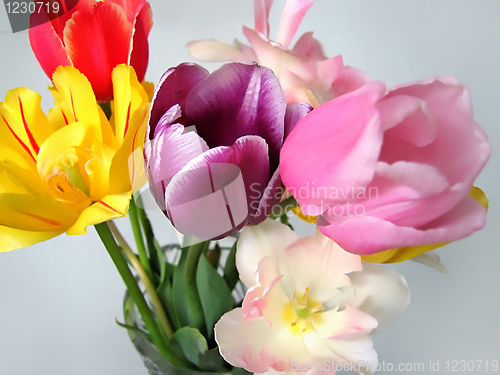 Image of beautiful tulips