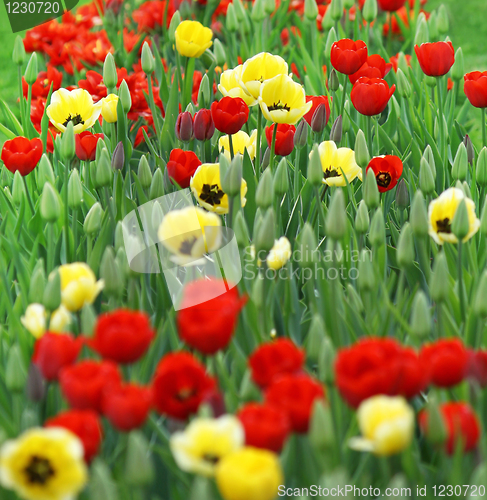 Image of red and yellow tulips 