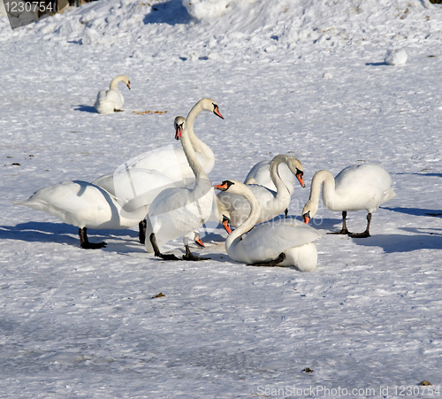 Image of White swans