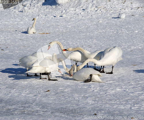 Image of White swans