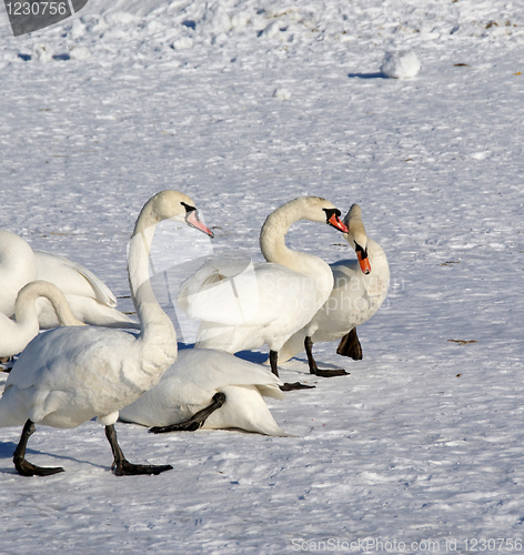 Image of White swans