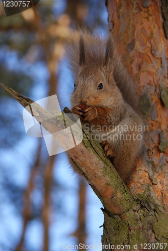 Image of squirrel 