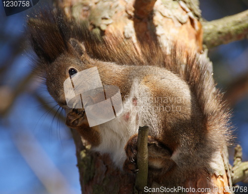 Image of squirrel 