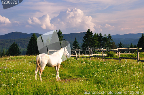 Image of White horse in mountain