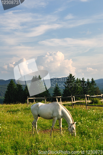 Image of White horse in mountain