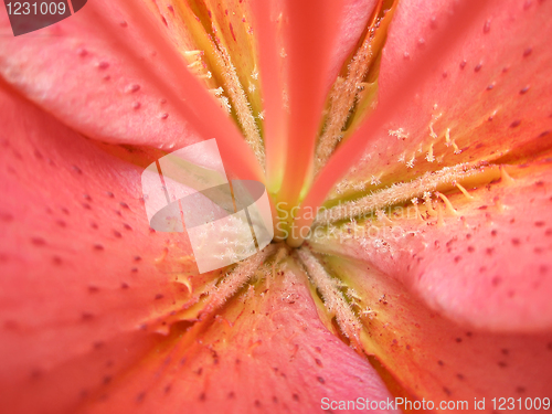 Image of Lily flower. Macro photo