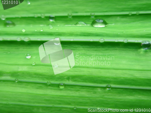 Image of Gladiolus leaf with water drops